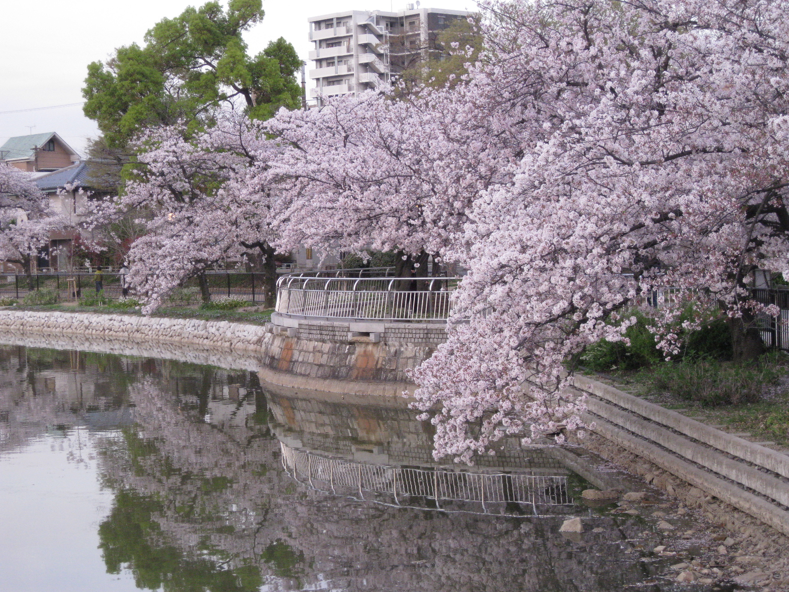 春になると桜が咲き誇る万代池